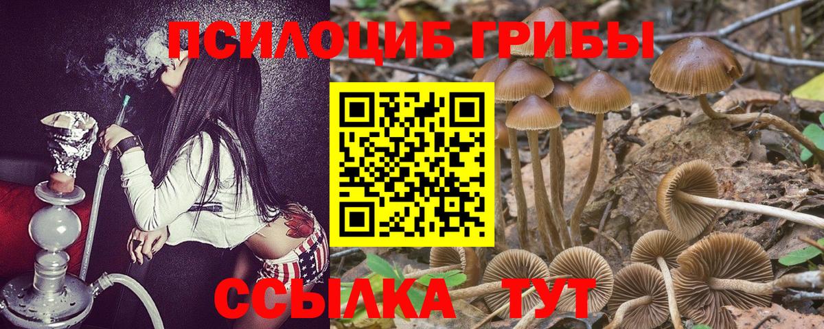 Псилоцибиновые грибы Psilocybine cubensis Иркутск